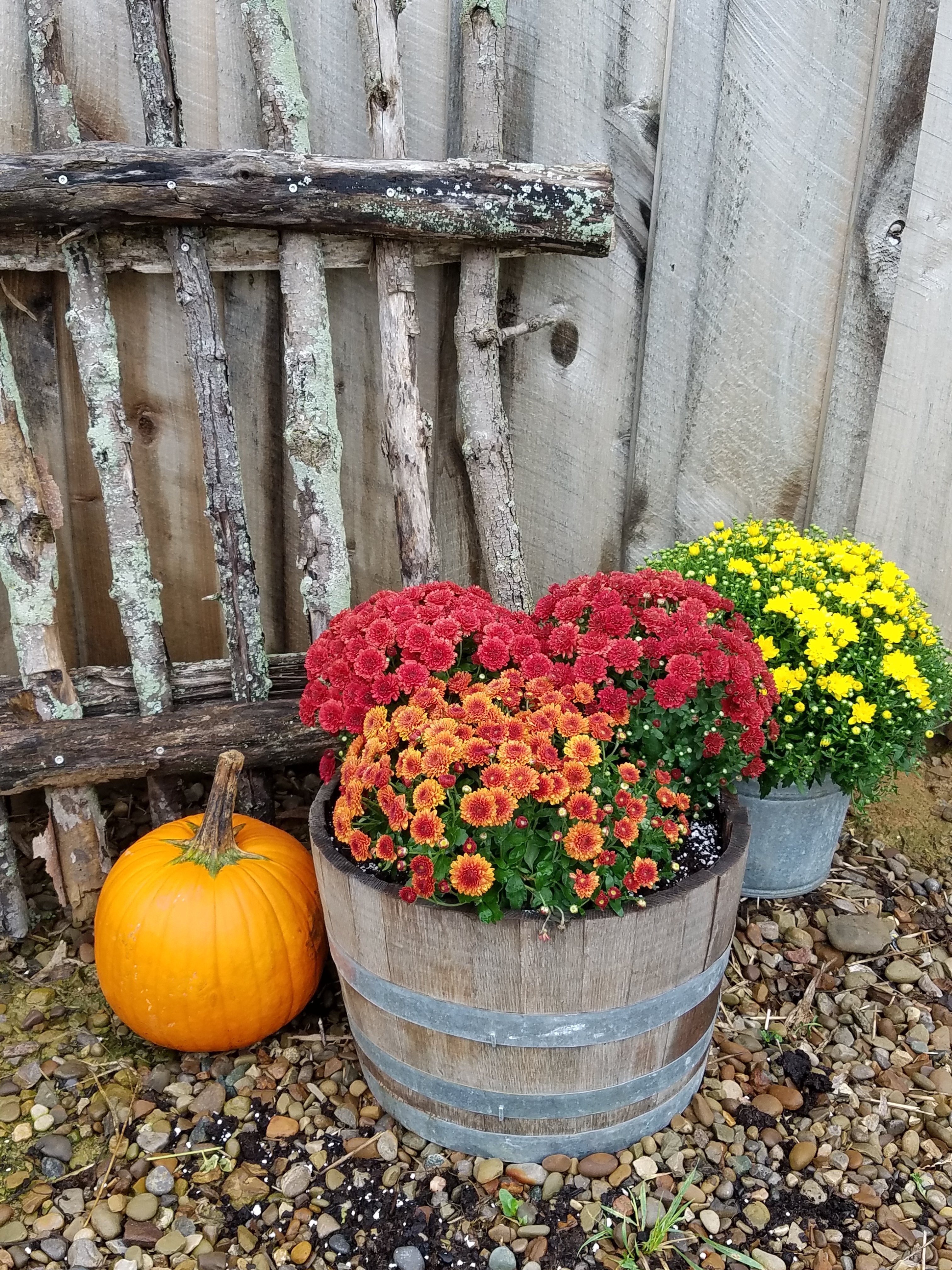 Fall Mums at White Pine Grove