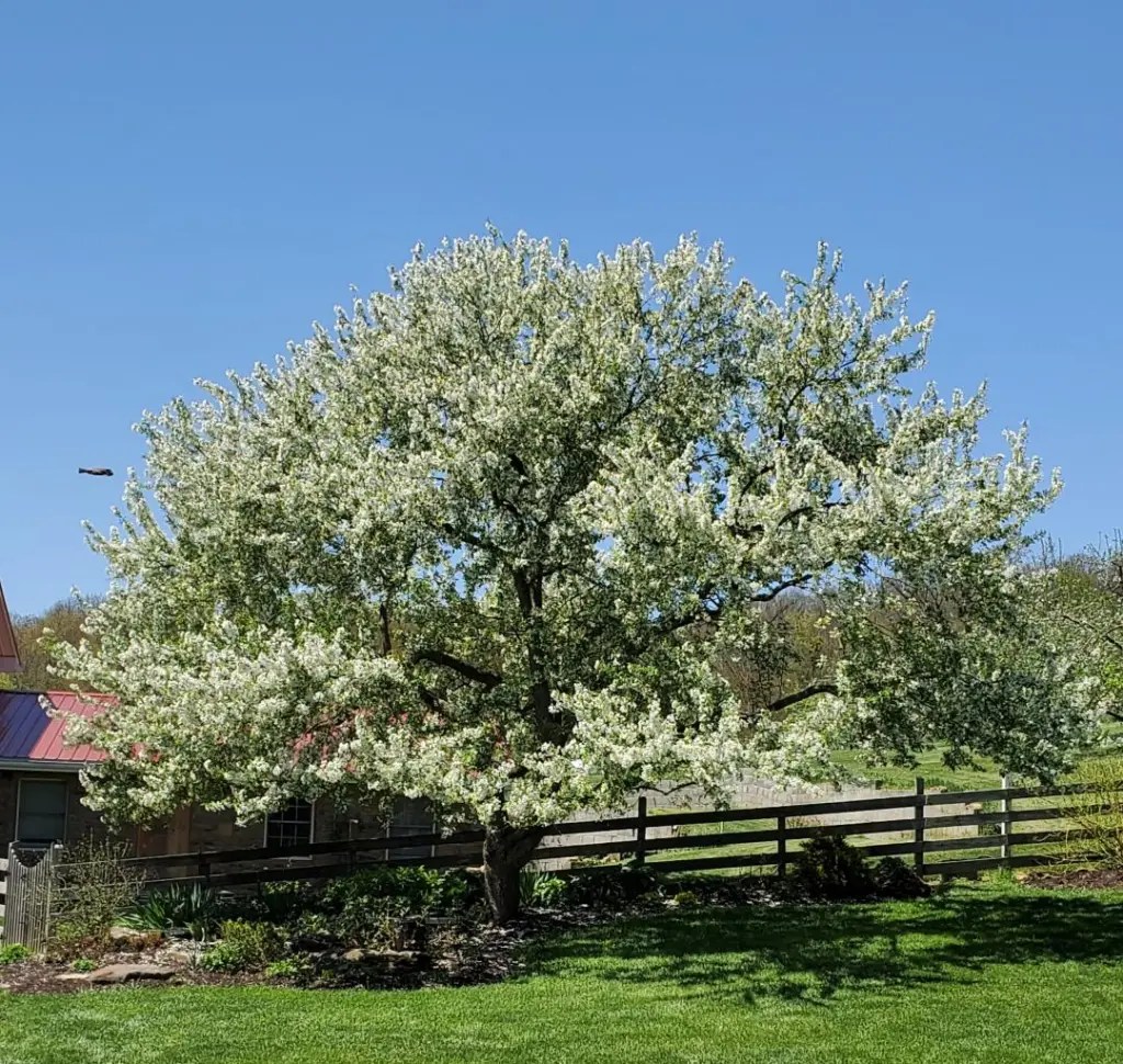 May-Crabapple White Pine Grove - WPG Photo