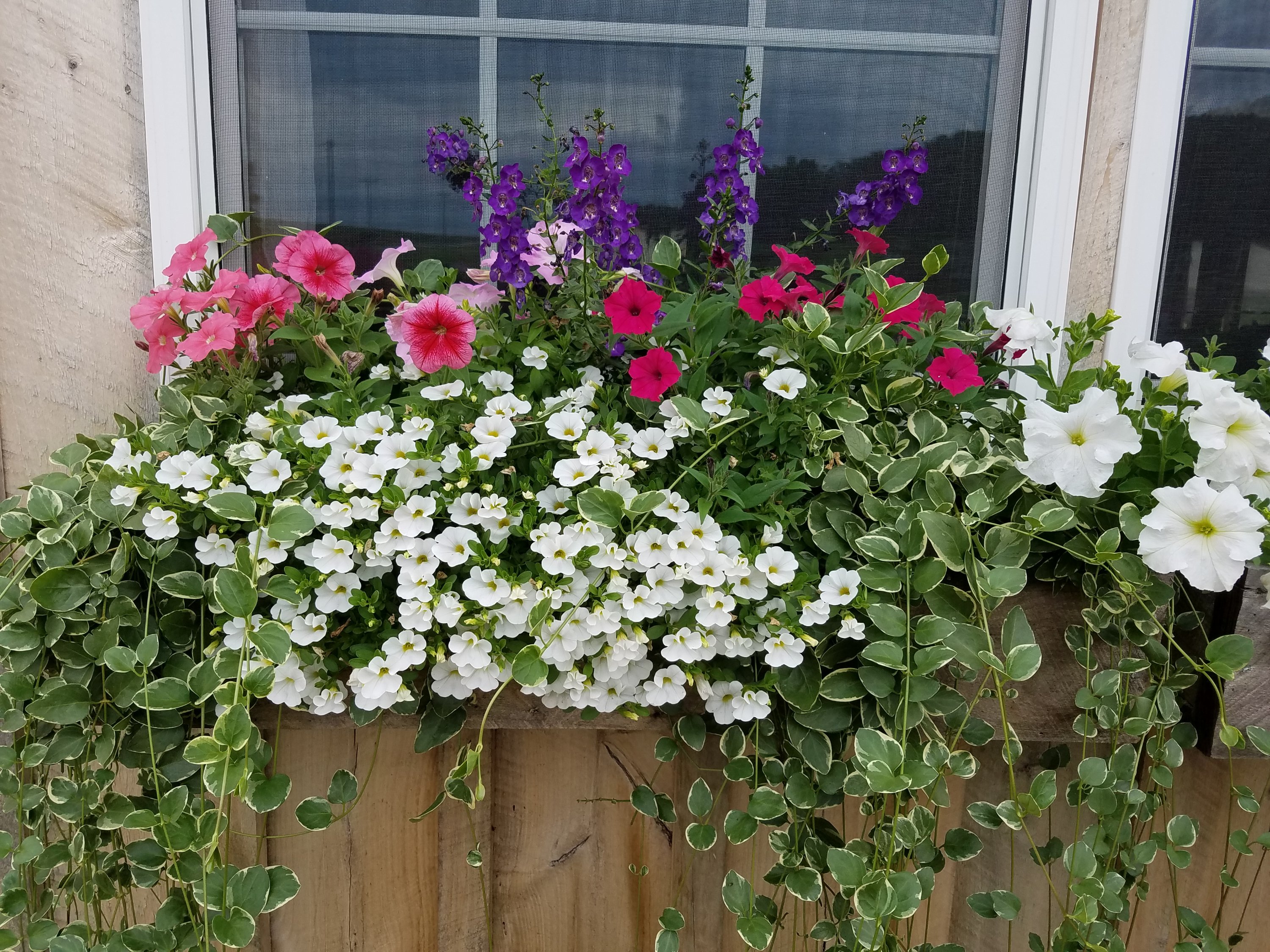 WPG Photo - Summer Window Boxes at White Pine Grove