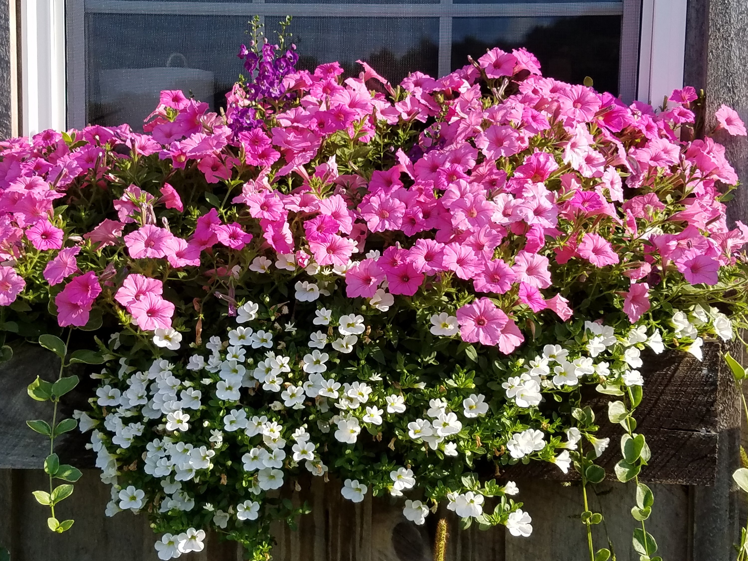 WPG Photo - Summer Window Boxes at White Pine Grove petunias, calibrochoa, angelonia, trailing vinca