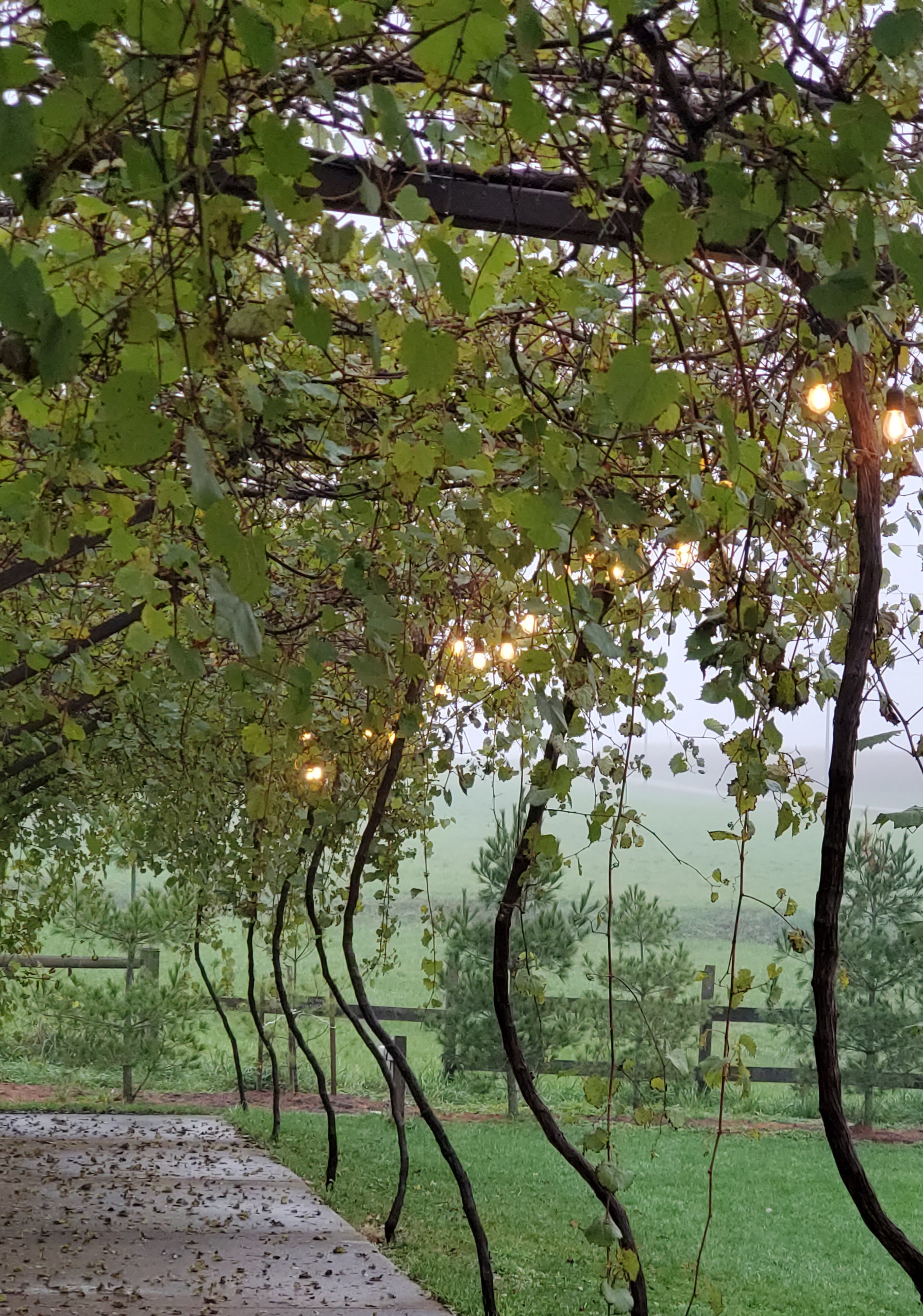Grape Arbor Lights WPG Photo
