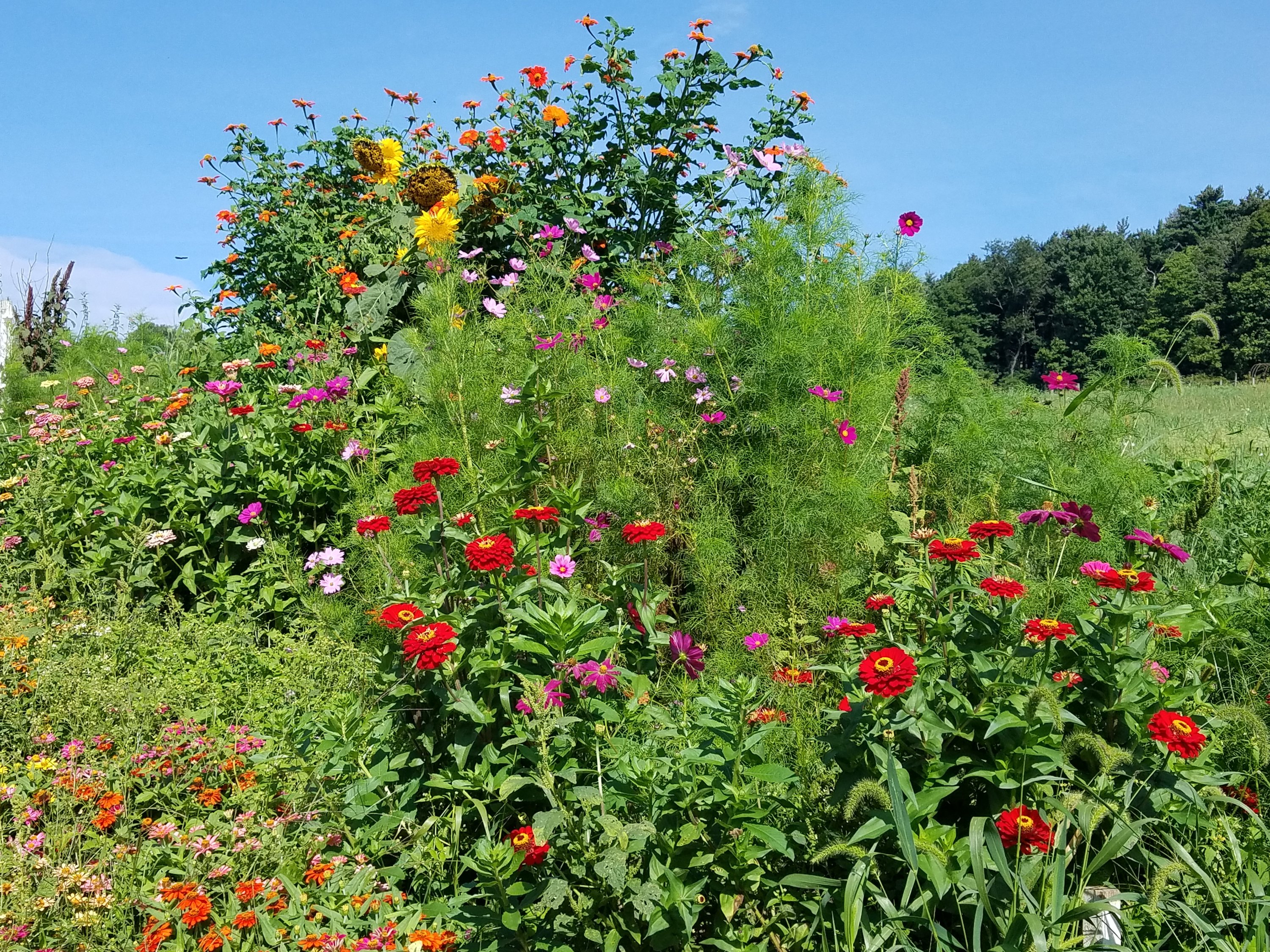 WPG Photo Cutting Garden at White Pine Grove