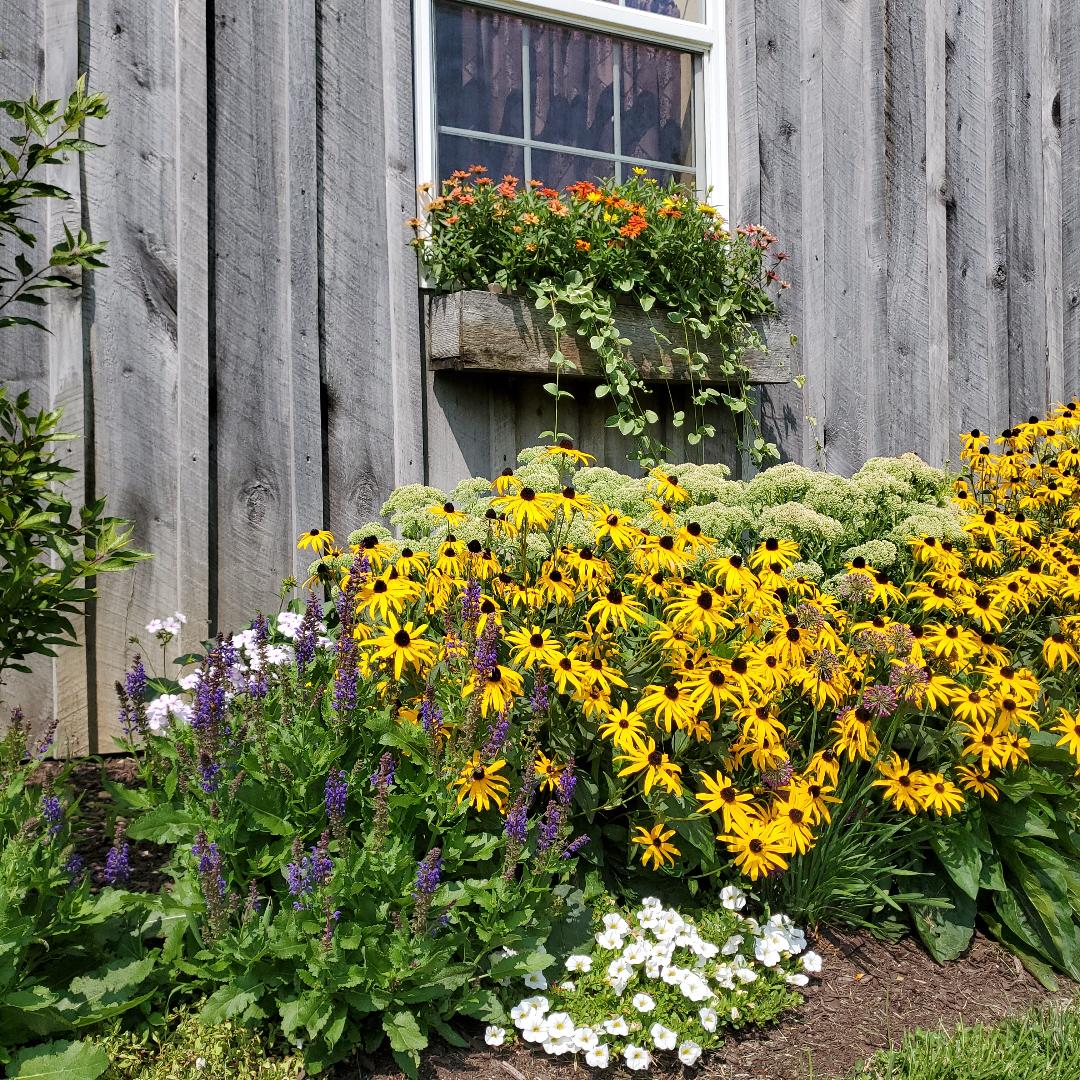 Samantha Walker Photography - Perennials and Window box at White Pine Grove