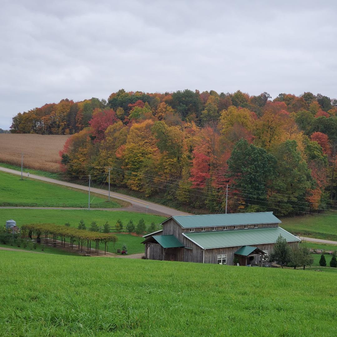 White Pine Grove Fall View of Barn from Pasture WPG Photo