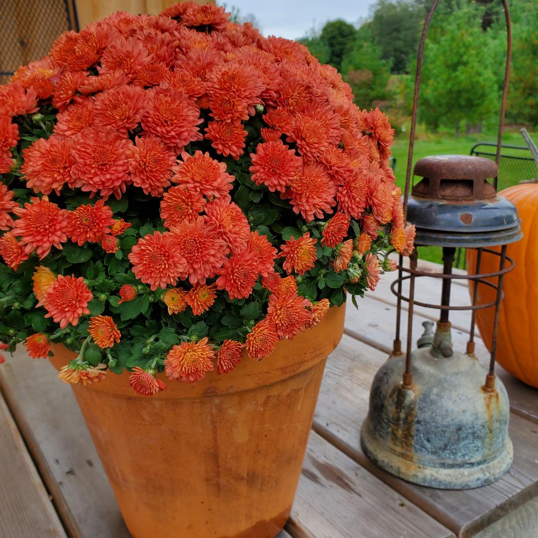 Groom's Cabin Porch Flowers