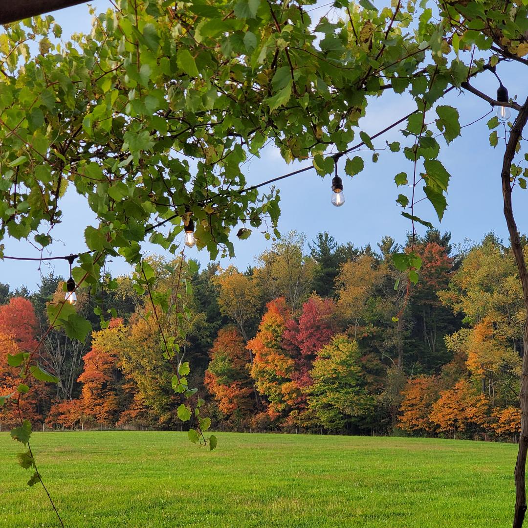 White Pine Grove Fall View from Arbor WPG Photo