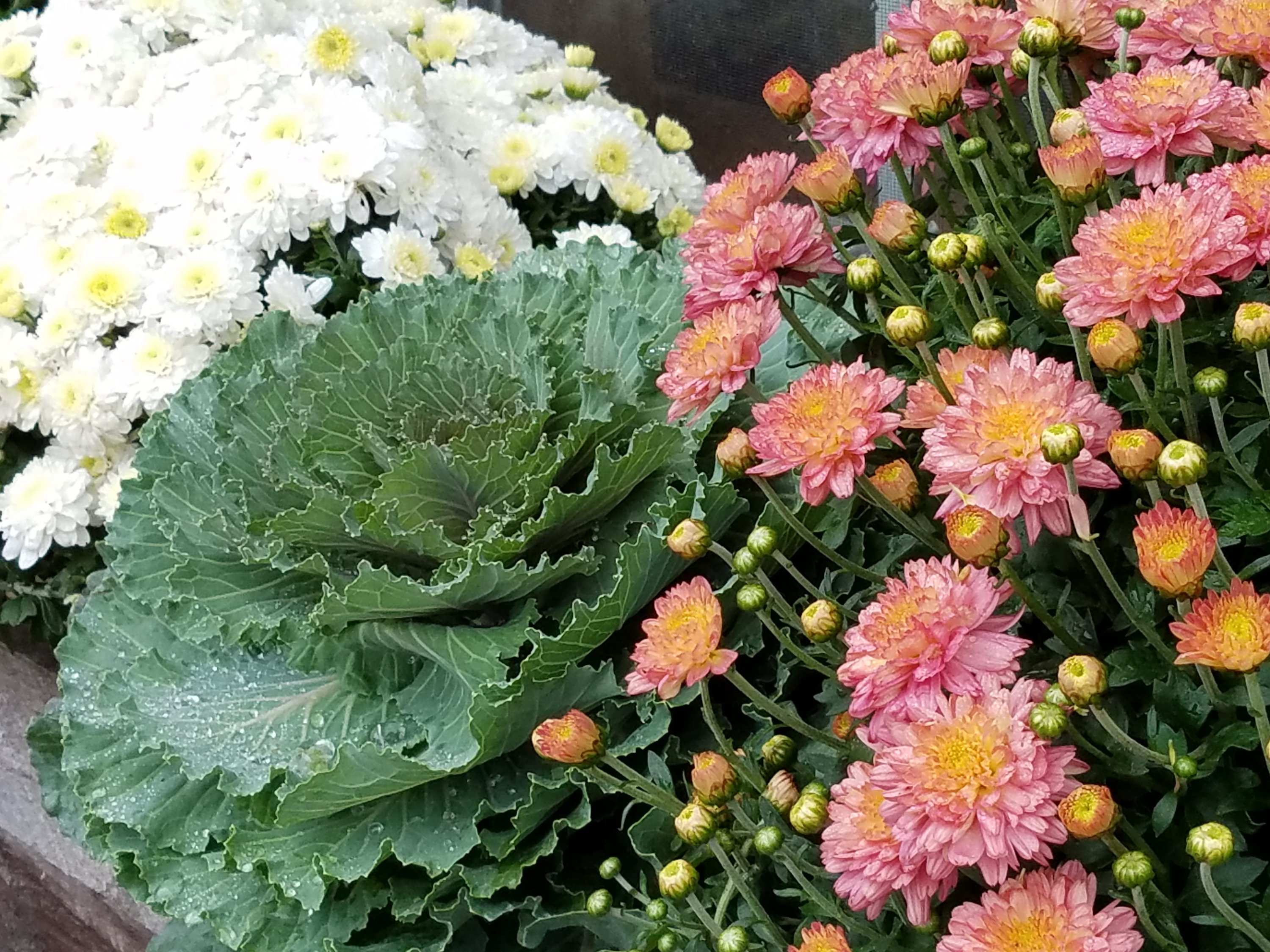 Fall plants at White Pine Grove.