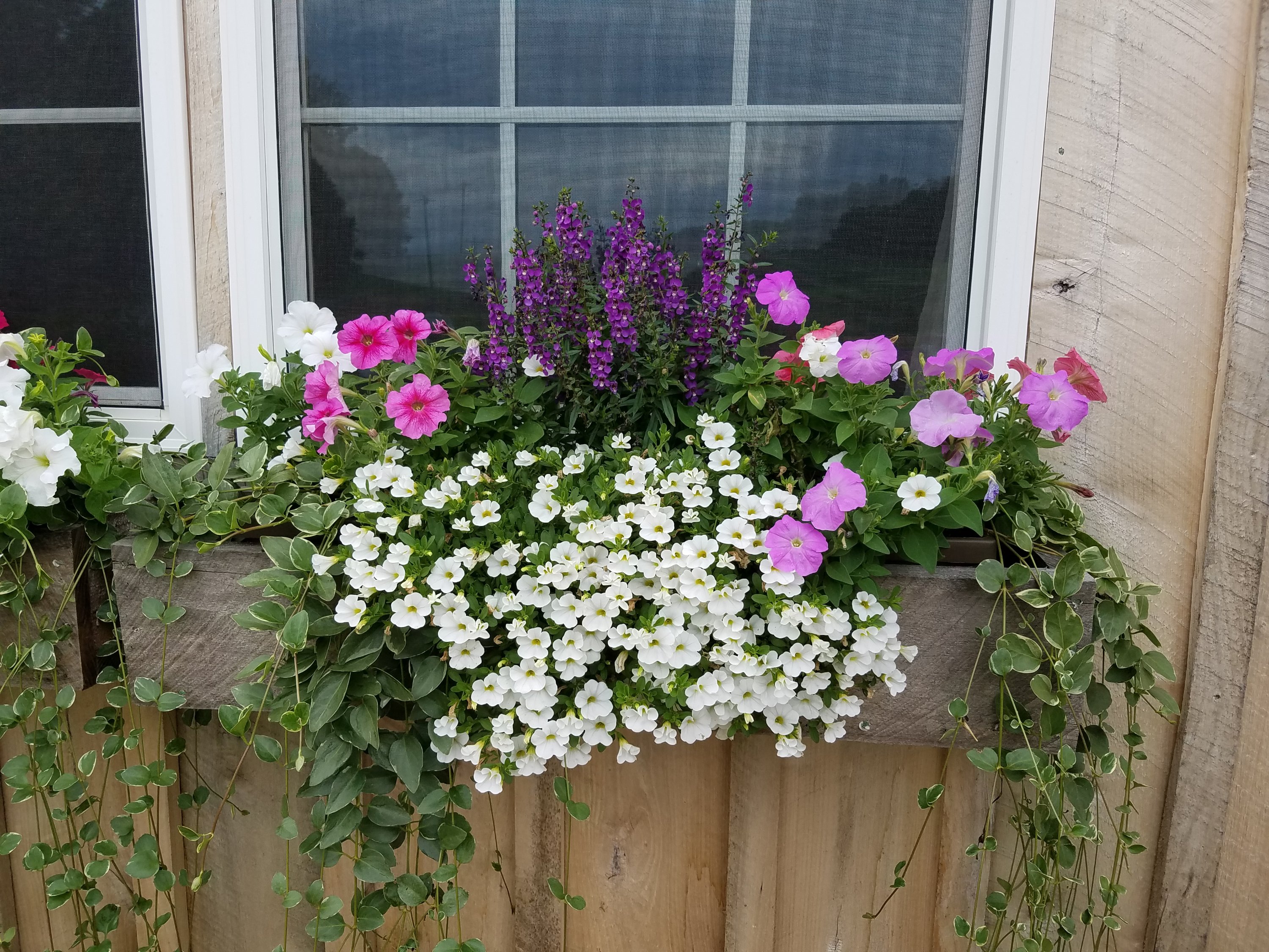 WPG Photo - Summer Window Boxes at White Pine Grove